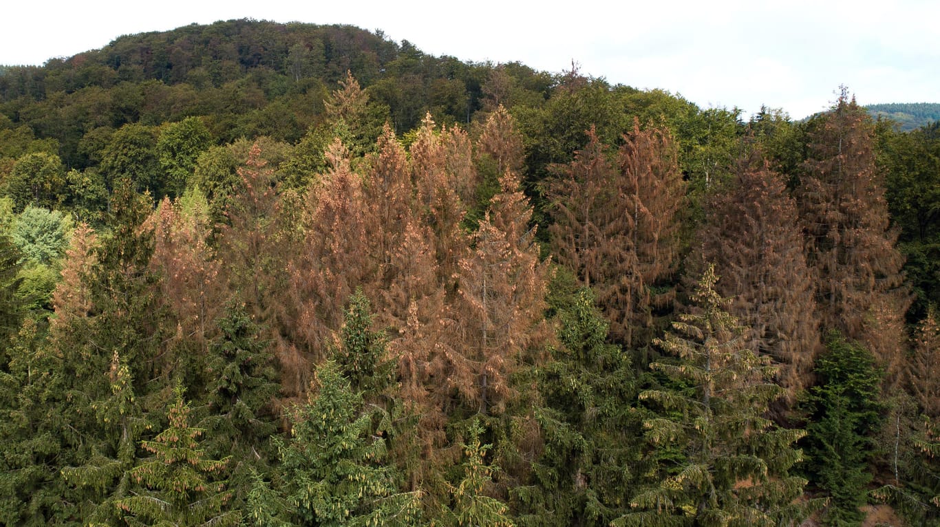 Abgestorbene, braune Nadelbäume: Der Hitzesommer 2018 hat den Wäldern in Deutschland massiv zugesetzt.