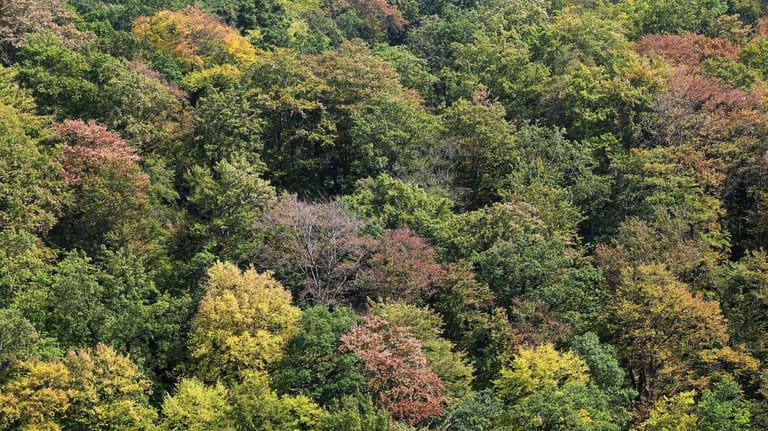 Waldgebiet: Nach einer Phase langer Trockenheit sind viele Bäume bereits Mitte August braun und herbstlich verfärbt.