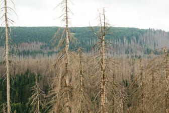 Von Borkenkäfern befallener Nadelwald: Trockenheit und Hitze haben die Fichten in Niedersachsens Wäldern anfällig für den Befall durch Borkenkäfer gemacht. Die Käfer können bei unkontrollierter Ausbreitung Wälder großflächig zerstören.