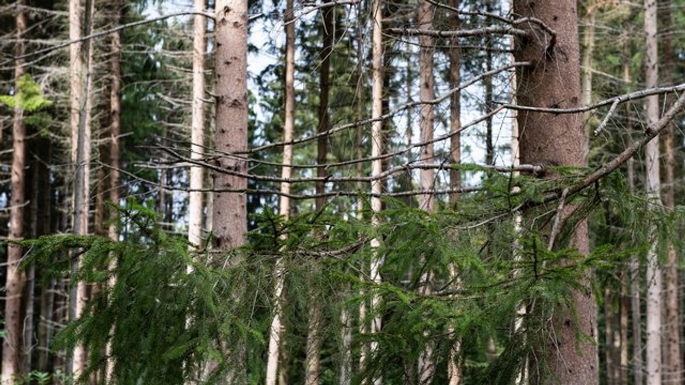 Der Hitzesommer 2018 hat den Wäldern in Deutschland massiv zugesetzt.