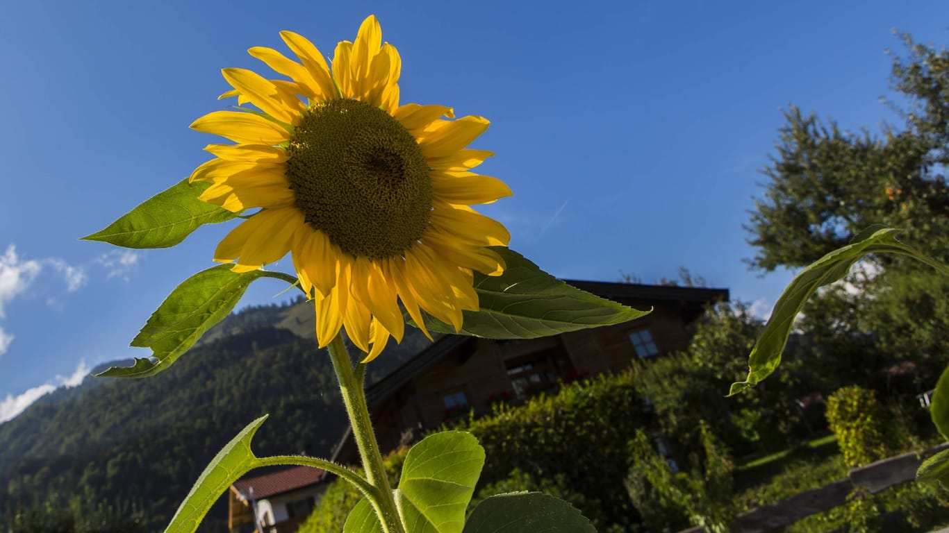 Sonnenblume im Spätsommer: In Deutschland wird es noch einmal richtig warm.