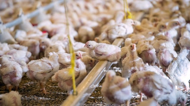 Geflügelmast in Oberbayern: Eine Gesündere Ernährung könnte den Agrar-Wasserverbrauch stark senken. Geflügelmast in Oberbayern: Eine Gesündere Ernährung könnte den Agrar-Wasserverbrauch stark senken.