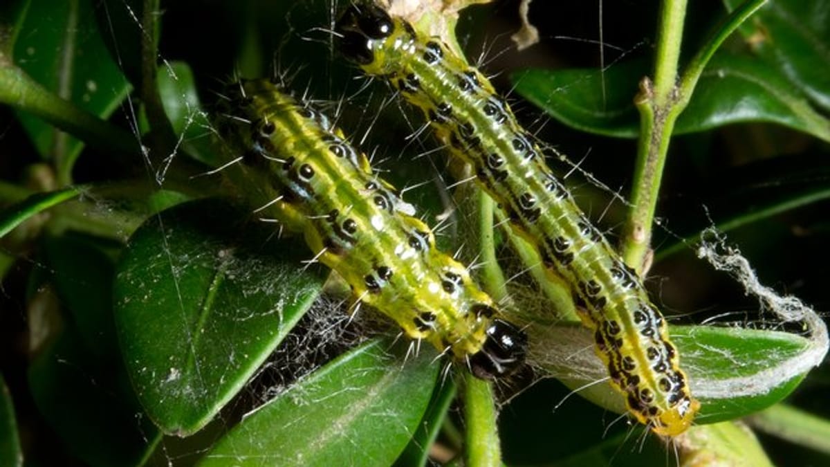 Buchsbaumzünsler bekämpfen: Diese Tiere helfen gegen die schädlichen Raupen