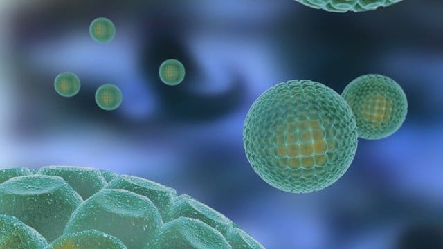 Schematische Darstellung eines Hepatitis-C-Virus.