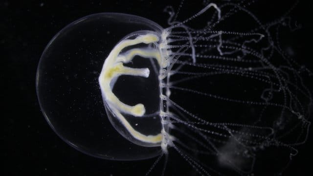 Die Schwarzmeer-Qualle (Blackfordia virginica) wurde im August nahe der Insel Hiddensee in größeren Mengen entdeckt.