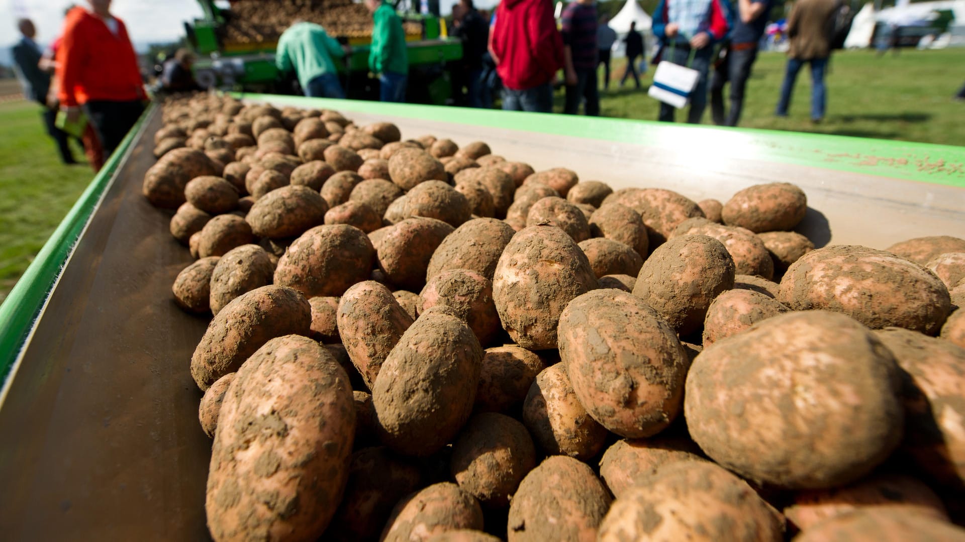 Kartoffeln auf einem Förderband: Die Kartoffelernte fällt dieses Jahr besonders niedrig aus.