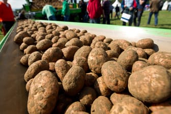 Kartoffeln auf einem Förderband: Die Kartoffelernte fällt dieses Jahr besonders niedrig aus.