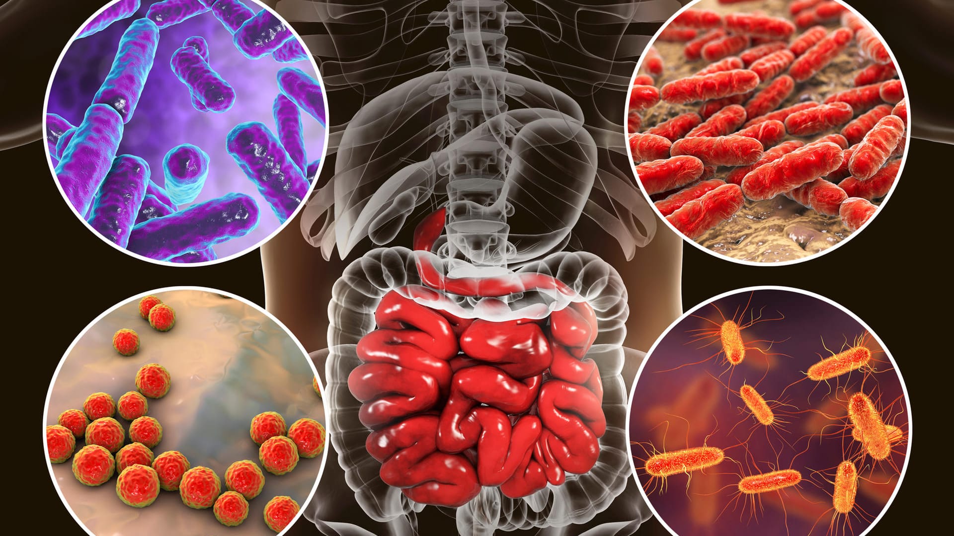 Darmflora des Dünndarms: Hier tummeln sich verschiedene Mikroben wie Bifidobakterien, Laktobazillen, Enterococcus and Escherichia coli.