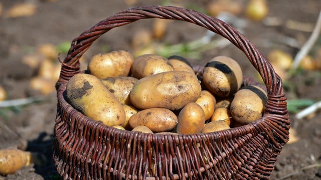 Die ganze Landwirtschaft hat unter dem trockenen und heißen Sommer gelitten.