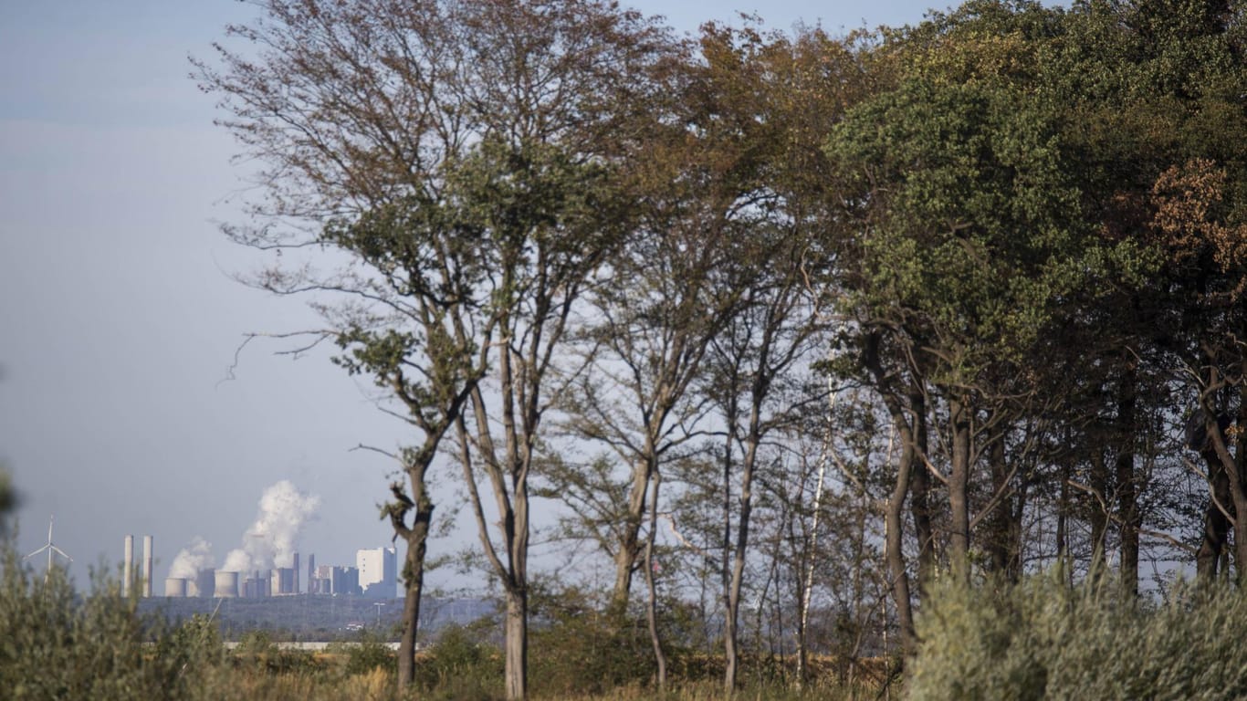 Der Hambacher Forst zwischen Aachen und Köln ist längst zu einem Symbol des Widerstands gegen die Braunkohle geworden.