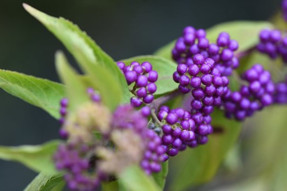 Liebesperlenstrauch (Callicarpa dichotoma): Er bildet sehr seltene violette Früchte aus.