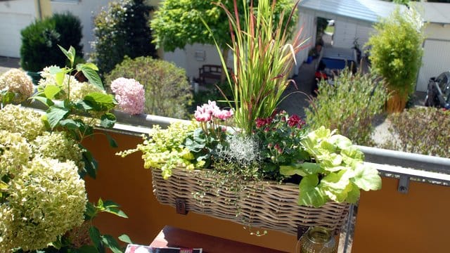 Pflanzen mit roten Akzenten wie Garten-Chrysanthemen, Herbst-Alpenveilchen und Japanisches Blutgras sind im Herbst eine schöne Pflanzkombination für den Balkonkasten.