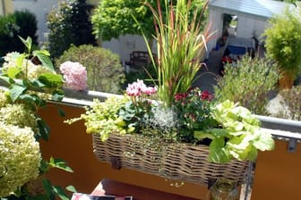 Pflanzen mit roten Akzenten wie Garten-Chrysanthemen, Herbst-Alpenveilchen und Japanisches Blutgras sind im Herbst eine schöne Pflanzkombination für den Balkonkasten.