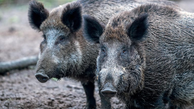 Wildschweine stehen in einem Wildgatter: Nur 60 Kilometer entfernt von der deutschen Grenze sind in Belgien Fälle von Afrikanischer Schweinepest festgestellt worden.