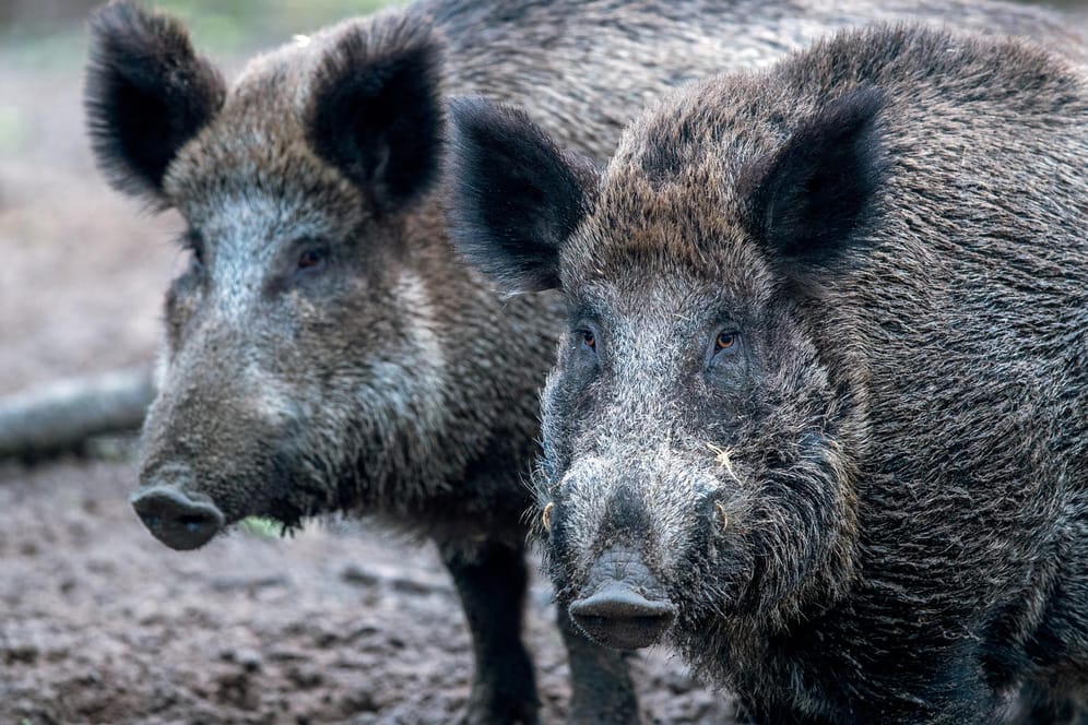 Wildschweine stehen in einem Wildgatter: Nur 60 Kilometer entfernt von der deutschen Grenze sind in Belgien Fälle von Afrikanischer Schweinepest festgestellt worden.