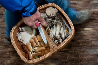 Pilze selbst sammeln kann gefährlich werden: Am besten nimmt man an einer Pilzwanderung mit einem Experten teil.