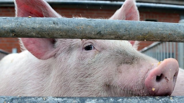 Die Afrikanische Schweinepest ist eine schwere Virusinfektion, die ausschließlich Schweine, also Wild- und Hausschweine, betrifft und für sie tödlich sein kann.