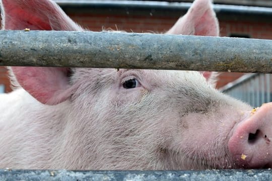 Die Afrikanische Schweinepest ist eine schwere Virusinfektion, die ausschließlich Schweine, also Wild- und Hausschweine, betrifft und für sie tödlich sein kann.