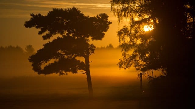 Auch auf der Insel Usedom nahe Heringsdorf wurde ein Kur- und Heilwald gestaltet. Auch auf der Insel Usedom nahe Heringsdorf wurde ein Kur- und Heilwald gestaltet.