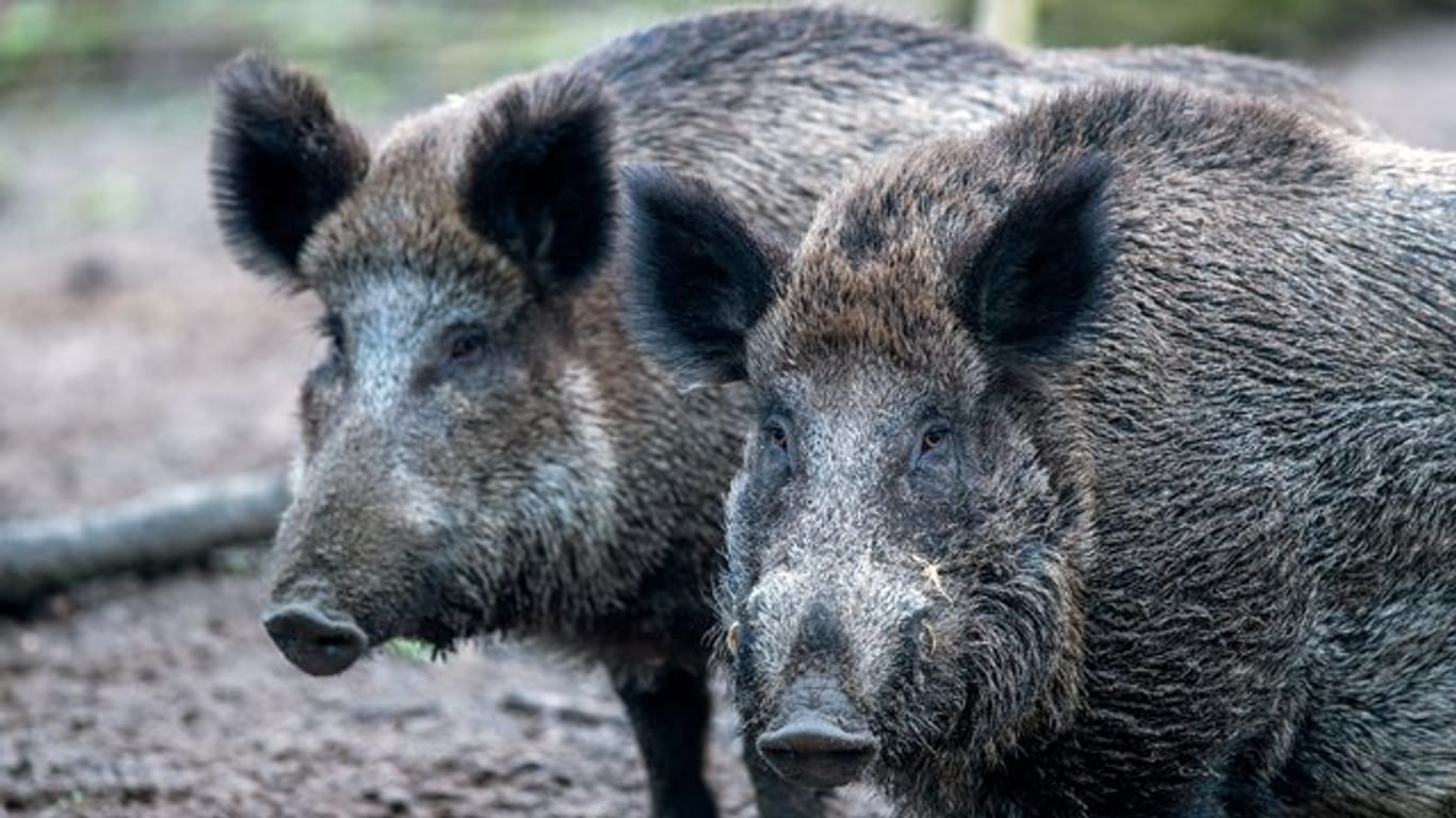 Bei Wildschweinen in Belgien ist das Schweinepest-Virus nachgewiesen worden.