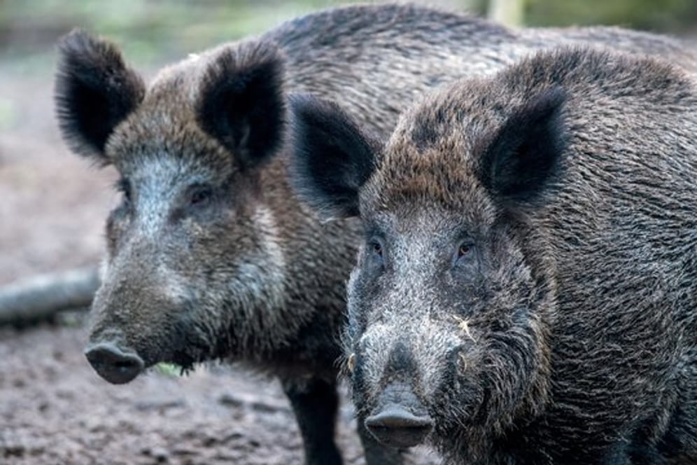 Bei Wildschweinen in Belgien ist das Schweinepest-Virus nachgewiesen worden.