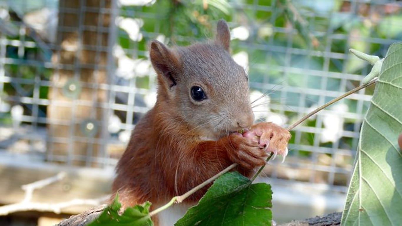 Das Eichhörnchen Pippilotta knabbert an einer Nuss.