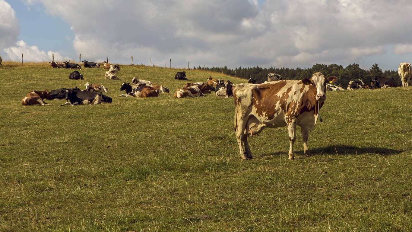 Kühe und Rinder stehen auf einer Weide (Symbolbild): Das Rätsel um die über hundert verschwundenen Kühe scheint schnell gelöst als herauskommt, dass es wohl der Besitzer der Kühe selbst war, der die Tiere verschwinden ließ.