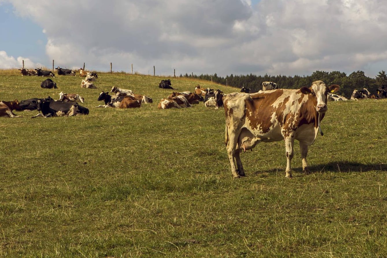 Kühe und Rinder stehen auf einer Weide (Symbolbild): Das Rätsel um die über hundert verschwundenen Kühe scheint schnell gelöst als herauskommt, dass es wohl der Besitzer der Kühe selbst war, der die Tiere verschwinden ließ.