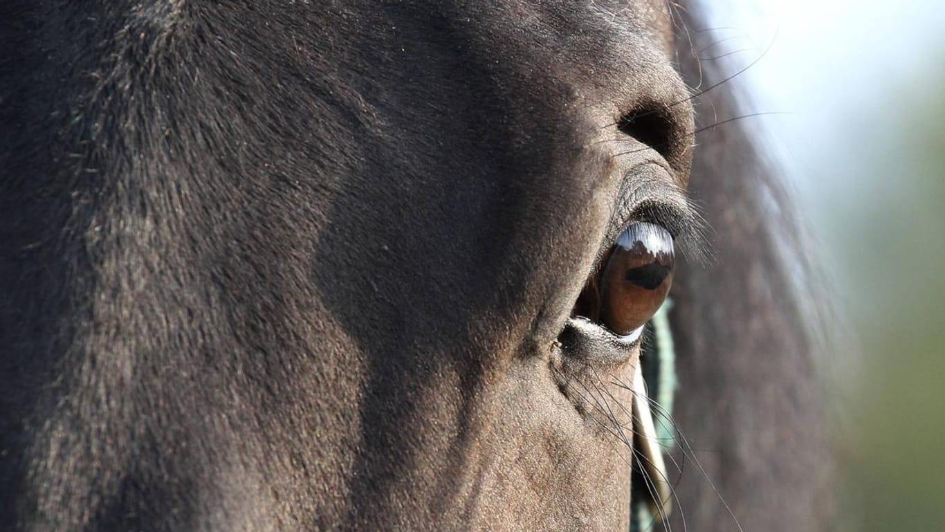 Augenpartie eines Pferdes (Symbolbild): Eine Tierpflegerin wird in einem Gestüt in Marloffstein lebensgefährlich verletzt, als ihr plötzlich ein Pferd in den Hals beisst.
