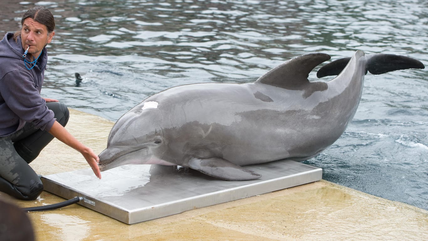 Moby in seinem Becken: Hier rutscht der Delfin-Opa auf eine Waage. (Archivfoto 2015)
