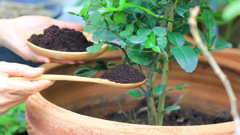 Kaffeesatz wird in einen Pflanzentopf gegeben.