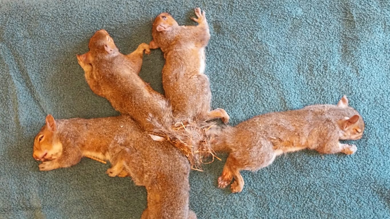 Eichhörnchen verknotet: Die fünf Tiere bekamen eine Narkose.