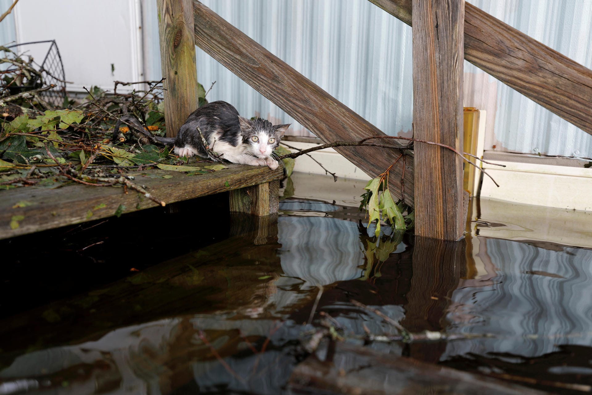 Katze in North Carolina: Manche Tiere wurden von ihren Besitzern zurückgelassen.