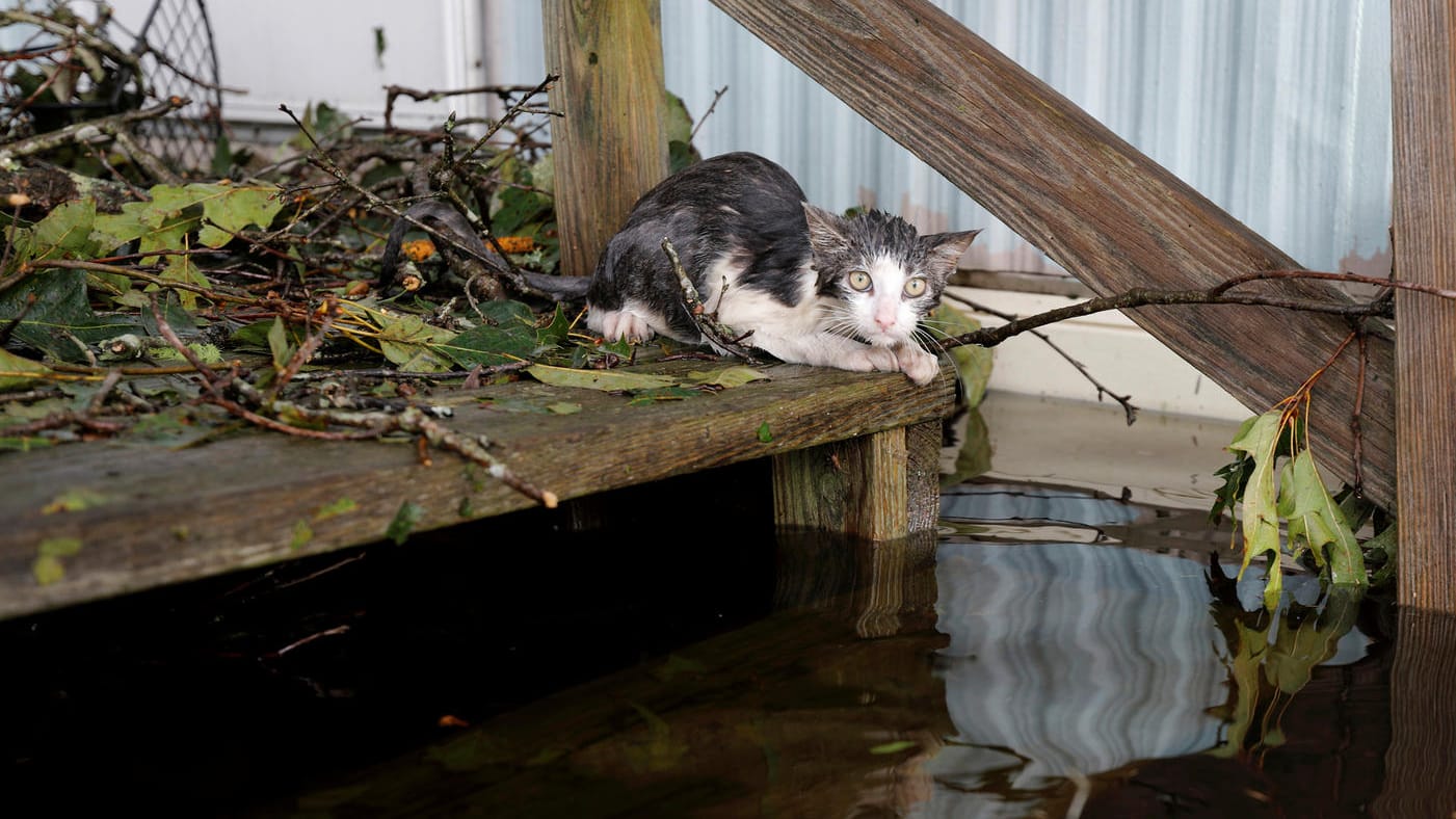 Katze in North Carolina: Manche Tiere wurden von ihren Besitzern zurückgelassen. Katze in North Carolina: Manche Tiere wurden von ihren Besitzern zurückgelassen.