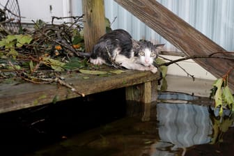 Katze in North Carolina: Manche Tiere wurden von ihren Besitzern zurückgelassen.