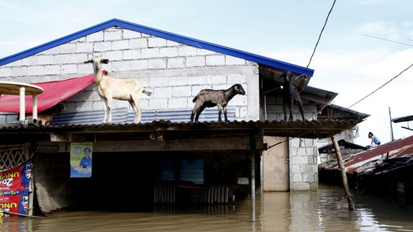 Drei Ziegen haben sich in Sicherheit gebracht, nachdem Taifun "Mangkhut" Schlamm und Wasser durch den Nordosten des Landes getrieben hat.