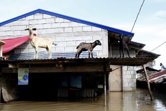 Drei Ziegen haben sich in Sicherheit gebracht, nachdem Taifun "Mangkhut" Schlamm und Wasser durch den Nordosten des Landes getrieben hat.