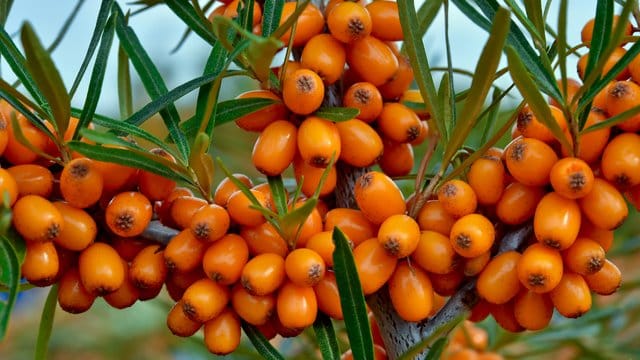 Die Sanddorn-Beeren platzen bei der Ernte leicht auf.