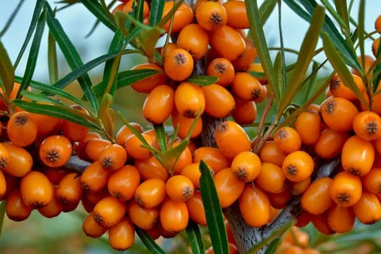 Die Sanddorn-Beeren platzen bei der Ernte leicht auf.