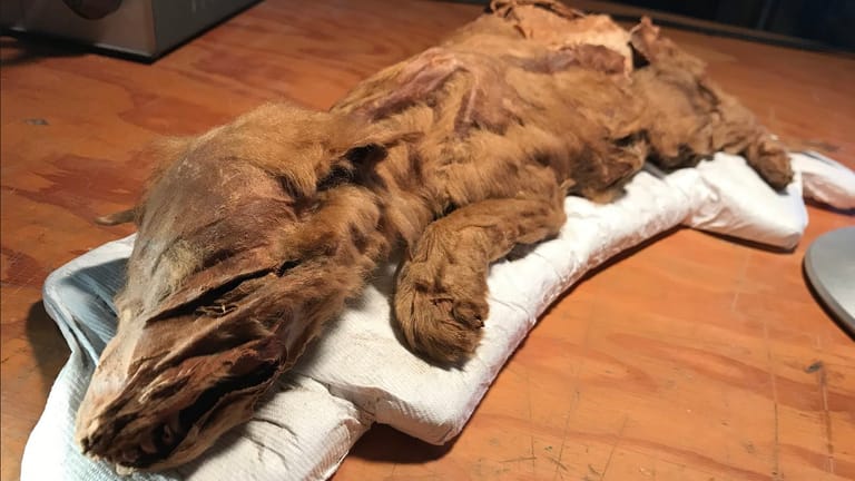 Das mumifizierte Wolfsjunge: Das Tier hat offenbar in der Eiszeit gelebt.