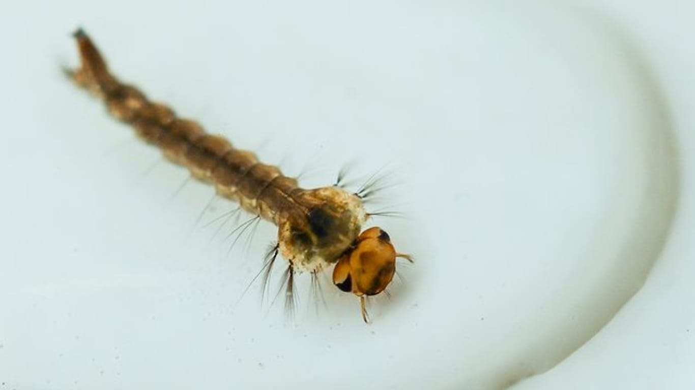 Winzige Kunststoffstückchen, die Mücken als Larven im Wasser geschluckt haben, können laut britischen Forschern auch noch in erwachsenen, fliegenden Insekten nachgewiesen werden.