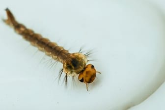 Winzige Kunststoffstückchen, die Mücken als Larven im Wasser geschluckt haben, können laut britischen Forschern auch noch in erwachsenen, fliegenden Insekten nachgewiesen werden.