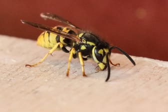 Wespe: Eine Wespe hat sich in das Innere eines Lasters geschlichen und für Tumult gesorgt.