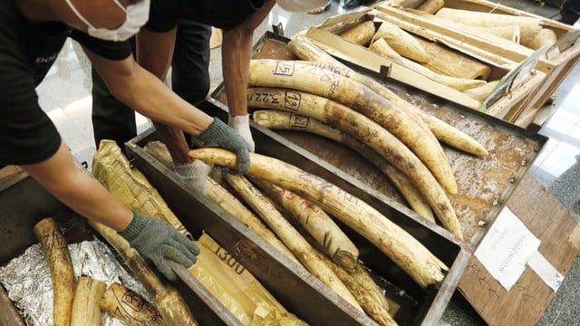 Mitarbeiter des thailändischen Zolls präsentieren beschlagnahmtes Elfenbein. Mitarbeiter des thailändischen Zolls präsentieren beschlagnahmtes Elfenbein.
