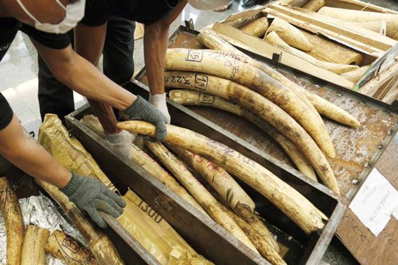 Mitarbeiter des thailändischen Zolls präsentieren beschlagnahmtes Elfenbein.