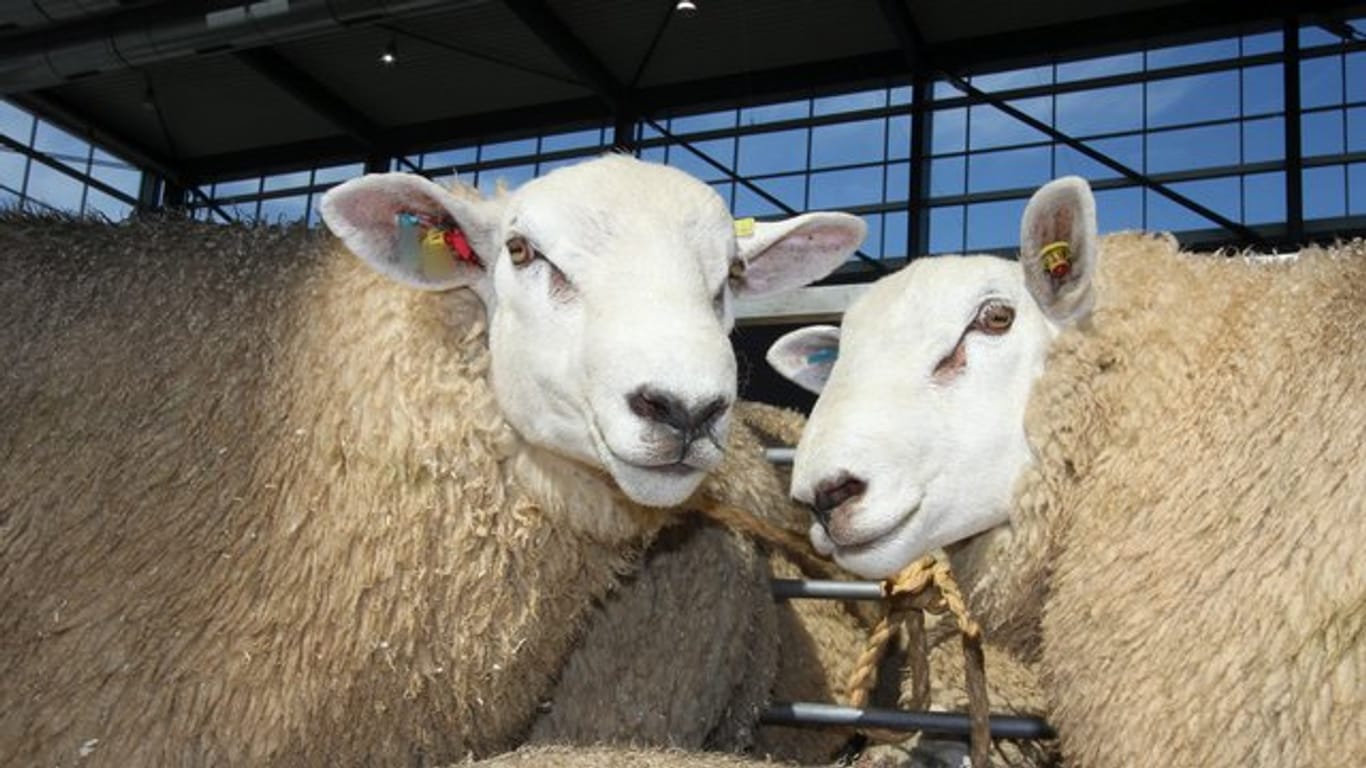 150 Schafe sind von einer Weide in Mecklenburg-Vorpommern gestohlen worden.