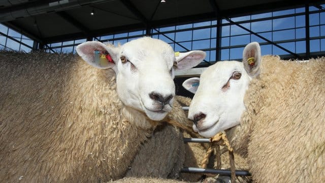 150 Schafe sind von einer Weide in Mecklenburg-Vorpommern gestohlen worden. 150 Schafe sind von einer Weide in Mecklenburg-Vorpommern gestohlen worden.