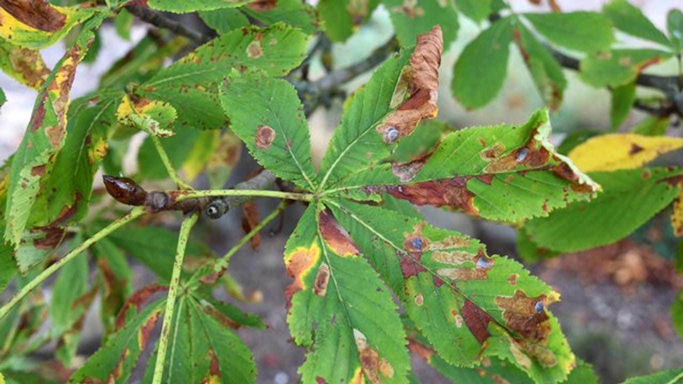 Ein Befall mit der Miniermotte führt dazu, dass die Blätter der Kastanie früh braun werden.