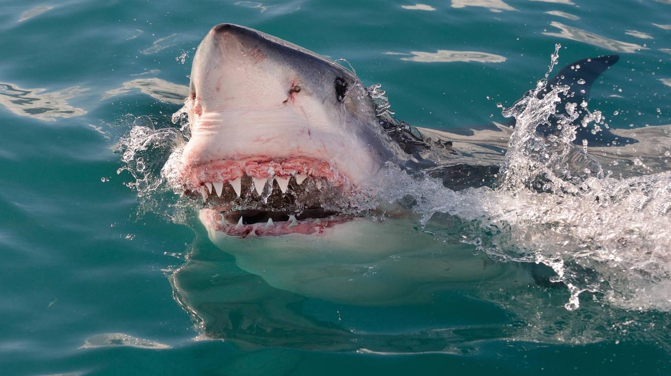 Ein hungriger weißer Hai (Symbolbild): Vor der idyllischen Inselgruppe Whitsundays im Norden Australiens haben sich innerhalb eines Tages zwei Angriffe von Haien ereignet. Beide Opfer wurden schwer verletzt.