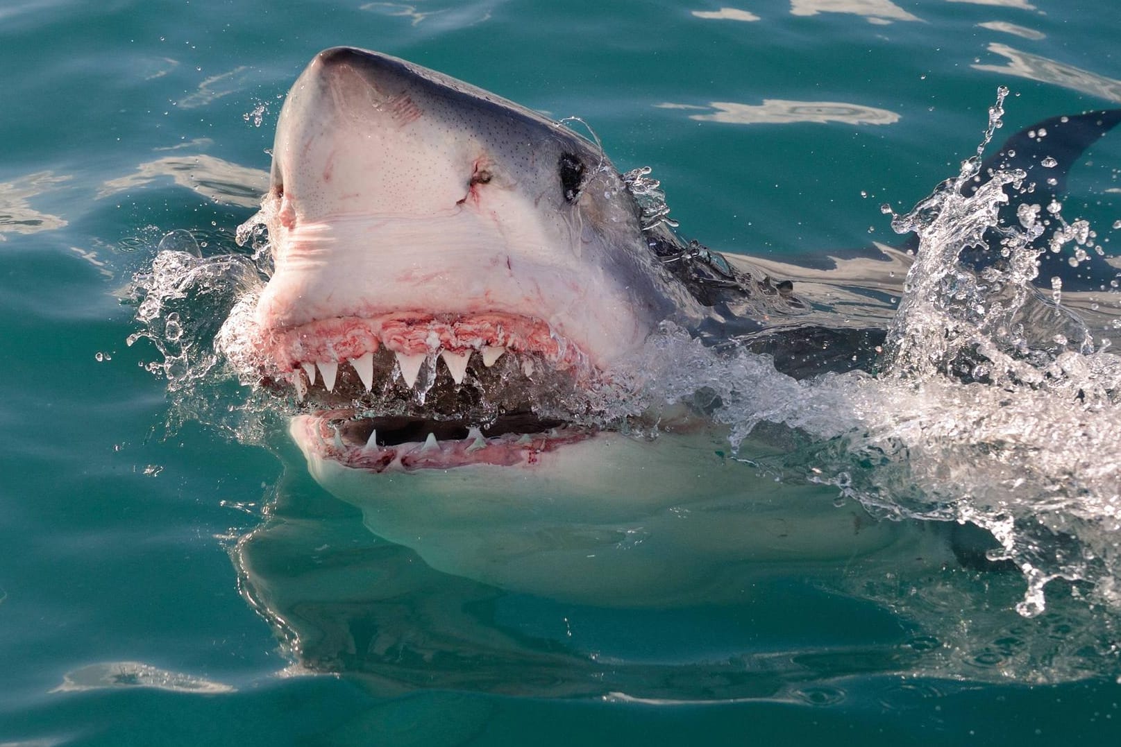 Ein hungriger weißer Hai (Symbolbild): Vor der idyllischen Inselgruppe Whitsundays im Norden Australiens haben sich innerhalb eines Tages zwei Angriffe von Haien ereignet. Beide Opfer wurden schwer verletzt.